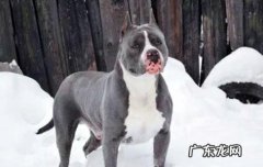 今天讲狗——怎么练习母斯塔福？