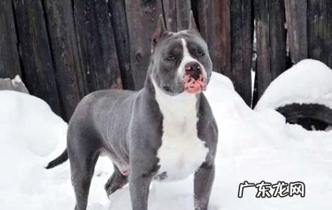 今天讲狗——怎么练习母斯塔福?