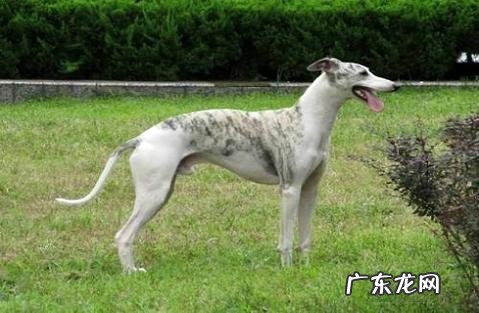 怎么从小练习惠比特?两组练习训练中心力气!