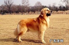 教你40天内快速练习金毛