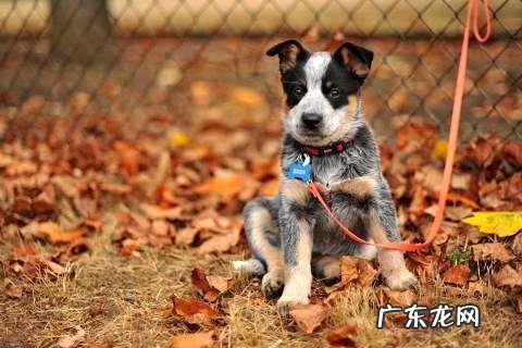 狗练习动作分几个月