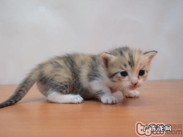 小猫生长过程中的各项健康目标