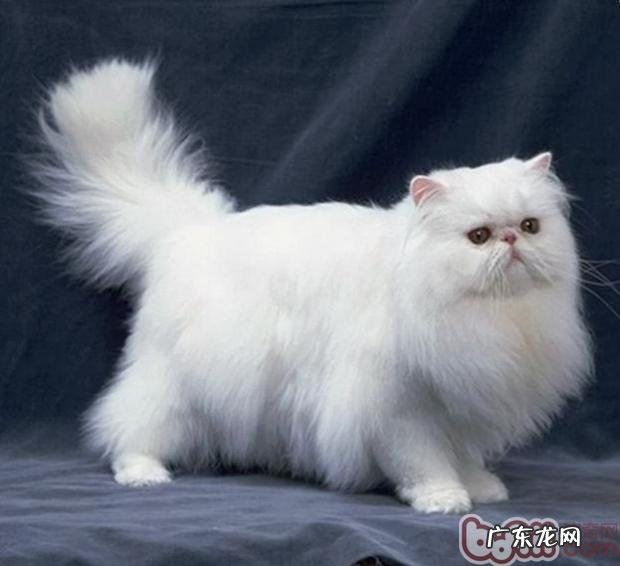 猫咪尾巴也需求定时清洁