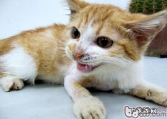 施救受伤猫咪一起也避免被其抓咬