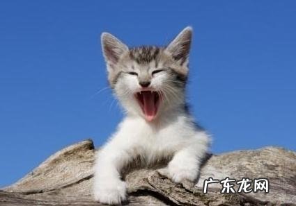 猫叫声了解猫咪心境好坏