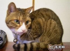 护理猫猫毛皮的办法及优点