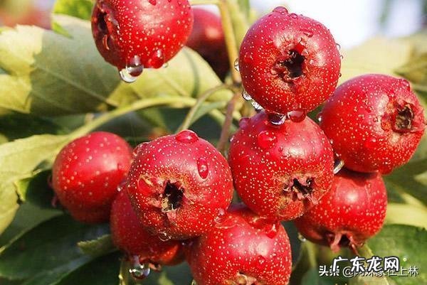 我有放了一年的山楂干和干荷叶吧,不知道能用来做什么?