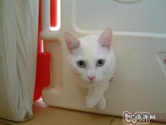 高度重视宠物猫的食品安全很重要