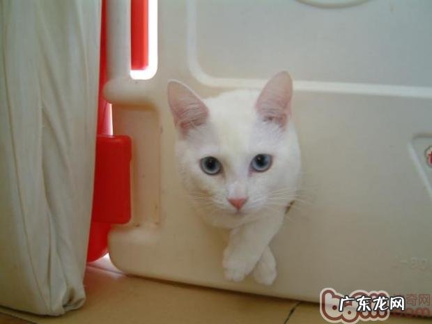 高度重视宠物猫的食品安全很重要