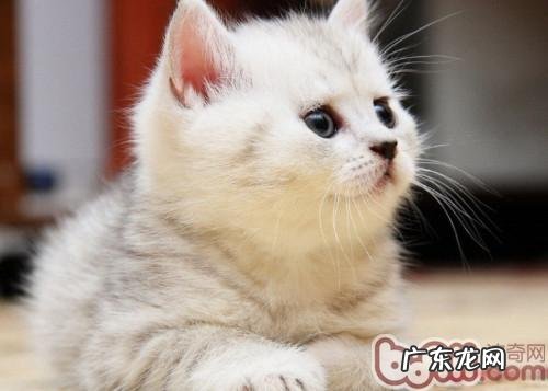 怎么处理小猫掉毛