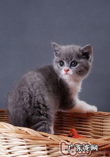 关于英国短毛猫外观的重要规范