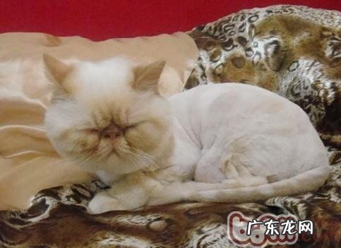 给猫咪剃毛时分需求预备的东西