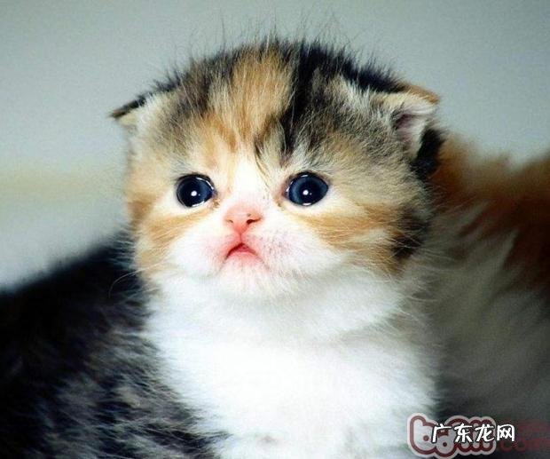 猫咪日常毛发护理小常识