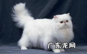 关于波斯猫的简略美容办法