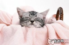 了解猫咪生理根底，有用进行猫咪练习