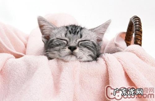 了解猫咪生理根底,有用进行猫咪练习