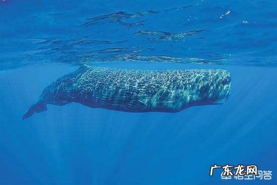 鲸既是哺乳动物用肺呼吸，放在岸上为何会立马暴毙