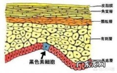 吃饭后食物在多长时间排出算正常？