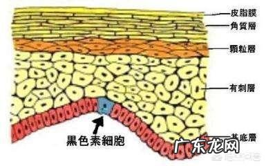 吃饭后食物在多长时间排出算正常?