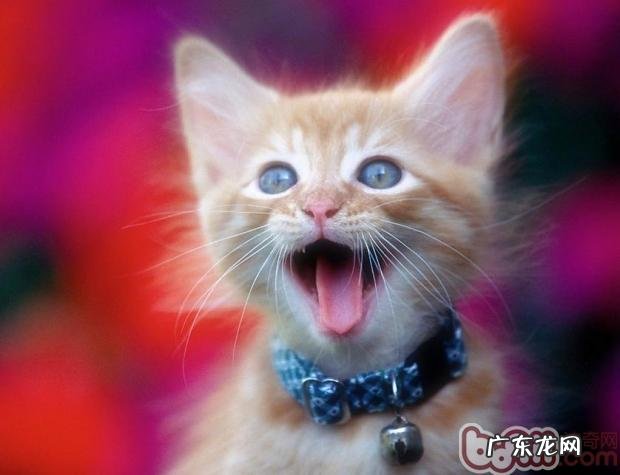 怎么从小开端培育猫咪洗澡的好习惯