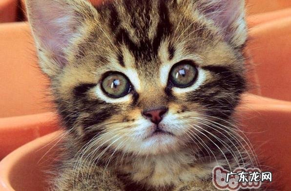 怎么给幼猫弥补养分