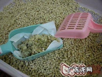 弓形虫的感染方法及注意事项