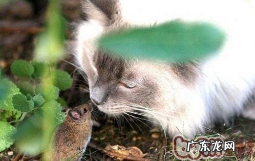 弓形虫的感染方法及注意事项