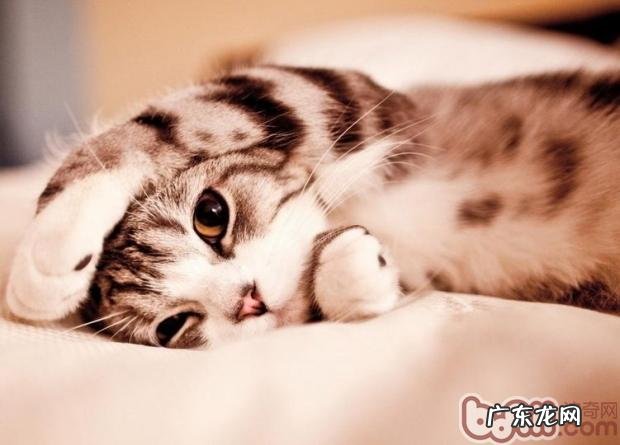 自己做出甘旨的猫咪养分膏