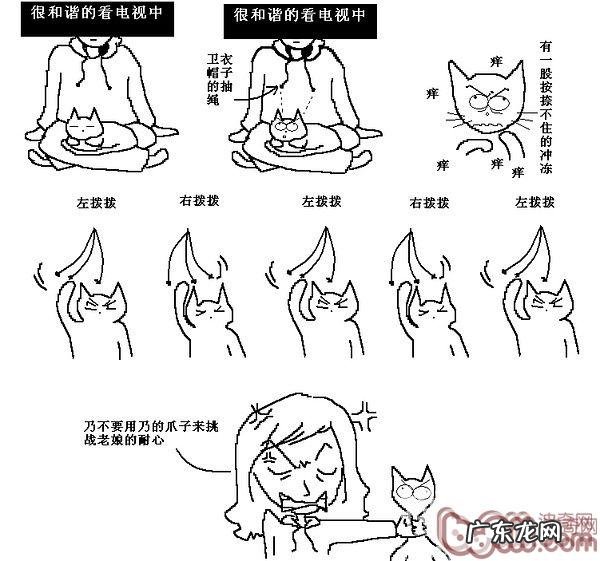 猫咪行为图解:养过猫的都懂