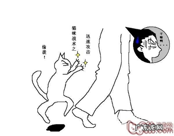 猫咪行为图解:养过猫的都懂