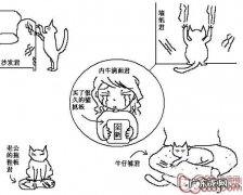 猫咪行为图解:养过猫的都懂