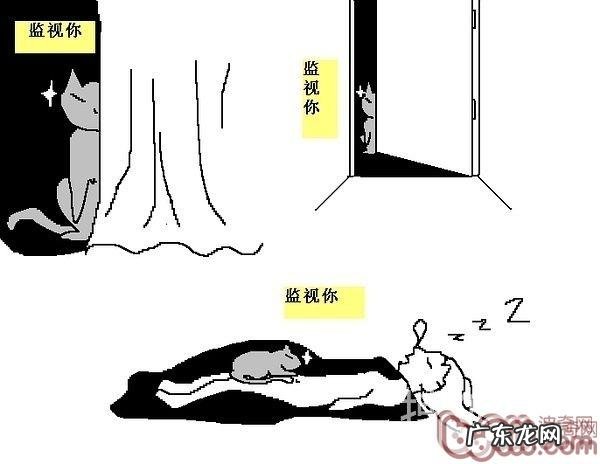 猫咪行为图解:养过猫的都懂