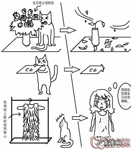 猫咪行为图解:养过猫的都懂