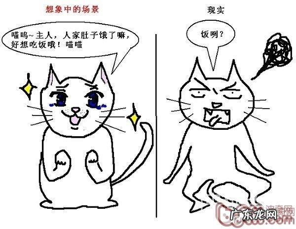 猫咪行为图解:养过猫的都懂