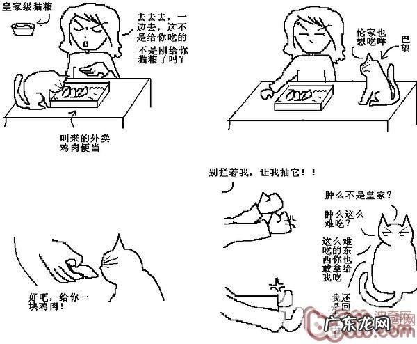 猫咪行为图解:养过猫的都懂