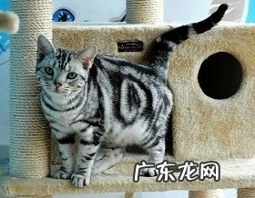 有关美国短毛猫的具体介绍