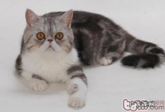 有关异国短毛猫的详细介绍