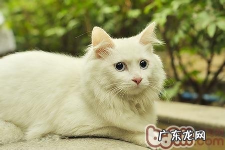 山东狮子猫的详细资料