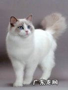 ragdoll 布偶猫CFA规范
