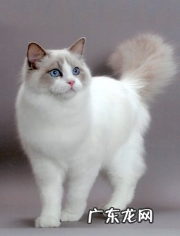 ragdoll 布偶猫CFA规范