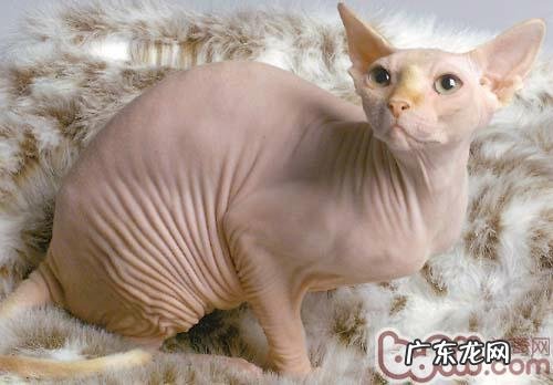 加拿大无毛猫被正式确以为新猫种