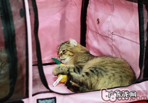不易掉毛的四类猫咪引荐