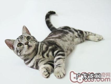 不易掉毛的四类猫咪引荐