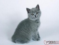 猫咪空运时分要注意什么