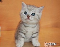 英国短毛猫性格特点怎么样
