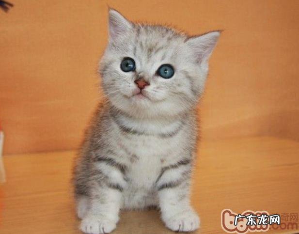 英国短毛猫性格特点怎么样