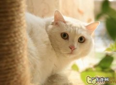 帮猫咪进行日常瘦身的办法