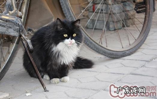 怎么正确的养殖漂泊猫