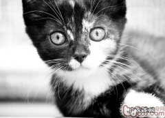 让你与爱猫零距离触摸