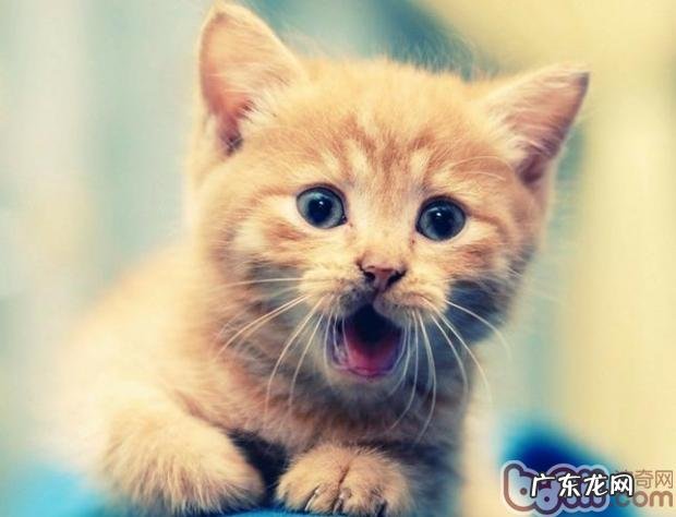 怎样消除猫咪的恐惧感